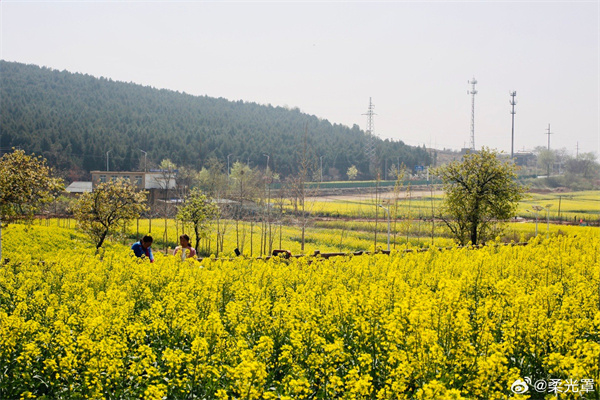 【圖說淮南】——油菜花開滿地金 