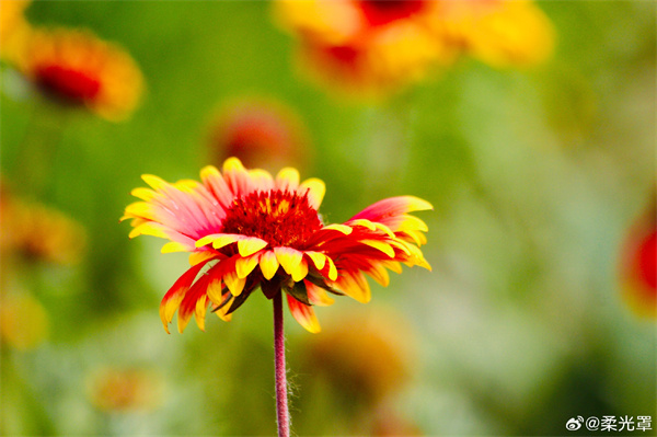【圖說淮南】——花兒朵朵開