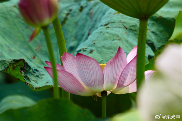 【圖說淮南】——夏荷