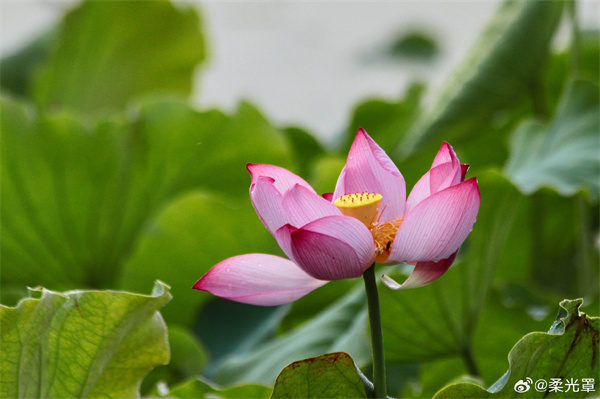 【圖說淮南】——映日荷花別樣紅
