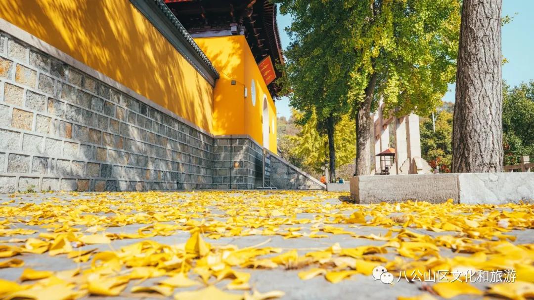 讓八公山風景區借你一場秋